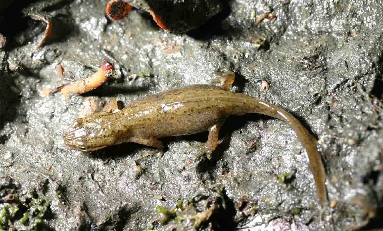 Tritoni odierni - Lissotriton vulgaris meridionalis